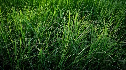 Obraz premium Tall green grass background