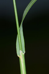 Fototapeta premium Wiesen-Kammgras, Cynosurus cristatus