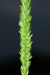  Wiesen-Kammgras, Cynosurus cristatus