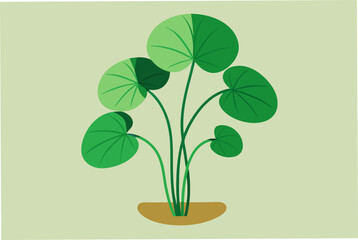 Nice water Pennywort plant vector art illustration