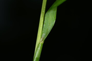  Wiesen-Kammgras, Cynosurus cristatus