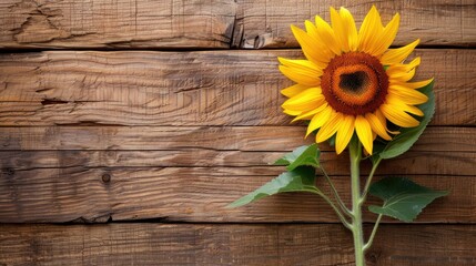 Obraz premium Sunflower on wood background