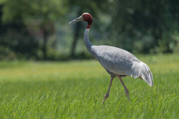 Fototapeta premium The Sarus crane (Grus antigone) is recognized as the tallest flying bird globally, known for its distinctive red head and upper neck.