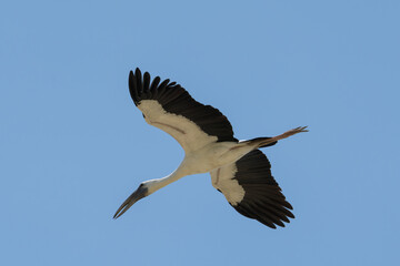 Asian Openbill in the flight. The Asian openbill or Asian openbill stork (Anastomus oscitans ) is a large wading bird in the stork family Ciconiidae.