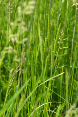  Wiesen-Kammgras, Cynosurus cristatus