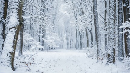 Snow covered woodland scene in cold winter
