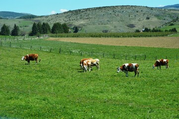 Fototapeta premium a herd of cows graze on a meadow