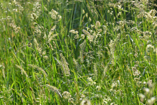  Wiesen-Kammgras, Cynosurus cristatus