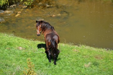a beautiful young brown horse