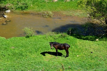 a beautiful young brown horse