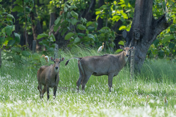 Nilgai also known as Blue Bull in the forest. The nilgai is a large antelope native to South Asia, known for its distinctive blue-gray coat, it inhabits grasslands and scrublands.