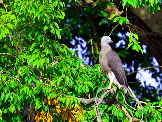 Grey Headed Fish Eagle on alert.