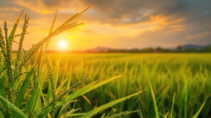 Fototapeta premium Scenic sunset over beautiful paddy field with plant close up