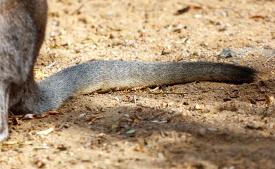A kangaroo's tail is shown in the dirt