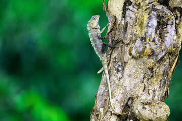 Guard Lizard, in Sri Lankan jungle.
