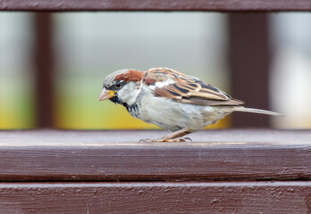 Portrait of a sparrow in the city