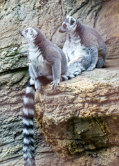 Three lemurs are sitting on a rock