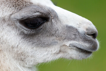 Fototapeta premium A close up of a baby llama's face