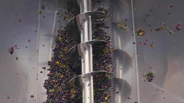 Grape crushing machine in action