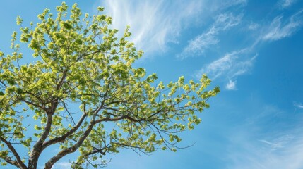 Fototapeta premium Perennial tree with branches set against a blue sky as a natural backdrop