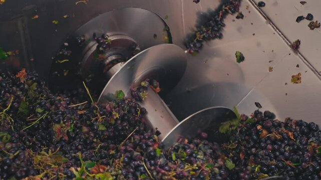 Grape Processing in Harvesting Machine