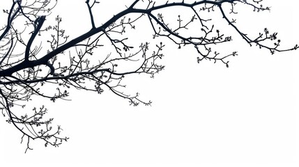 Obraz premium Silhouetted Tree Branches on White Background