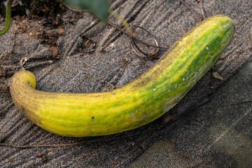 A cucumber is laying on the ground with a yellow and green stripe