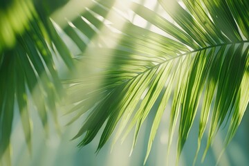 Obraz premium Close-up of Palm Leaf Fronds in Sunlight