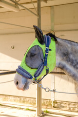 Cavallo con copertura protettiva