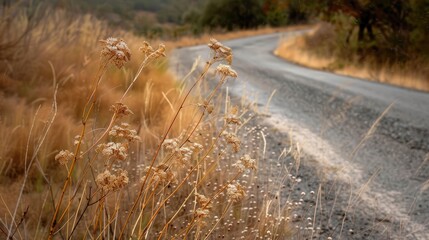 Roadside dry grass flower
