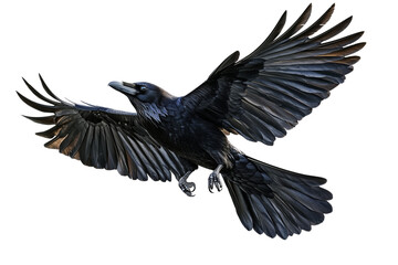 Obraz premium Realistic black raven in flight on transparent background