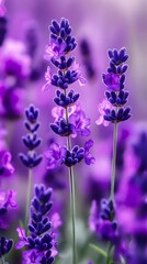 Naklejka premium purple blossom field