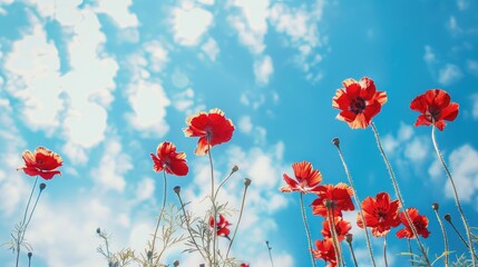 Obraz premium Red flowers against a blue sky
