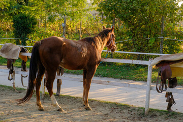 Cavallo al tramonto con sella 