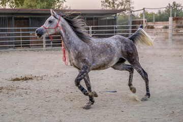 Cavallo che corre nel recinto