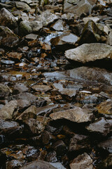 Fototapeta premium Flowing water trickles over smooth stones in a serene forest stream during a sunny afternoon