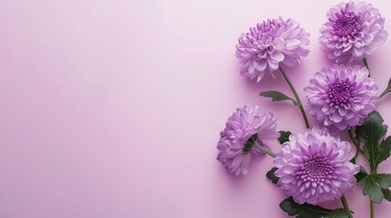 Purple chrysanthemum flowers on white card with pink background for text Festive design template