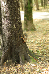 Naklejka premium Red squirrel runs through a tree in the park.