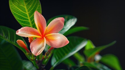 Fototapeta premium Phut Supachok A flower symbolizing prosperity and stability