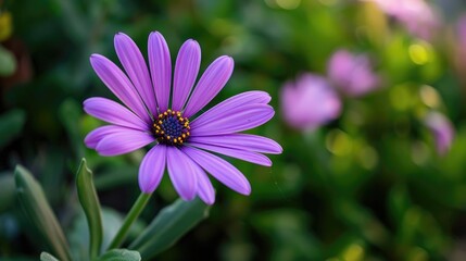 Obraz premium Purple Flower in a Garden s Natural Setting