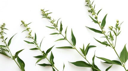 Obraz premium Ragweed on a white background