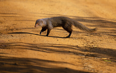 Mongoose on the feeding prowl at dawn.