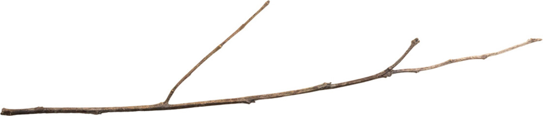 Dry tree branches isolated on white background