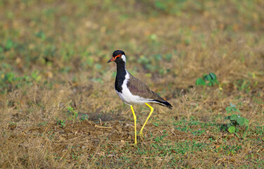 Red-wattled Lapwing in Yala, Sri Lanka.