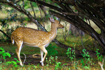 Spotted Deer, in Yala, Sri Lanka.