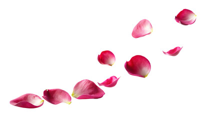 Beautiful red rose petals scattered on a white background, a symbol of love and romance