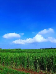 Expanses of fertile rice fields stretch out, green under the warm morning sun