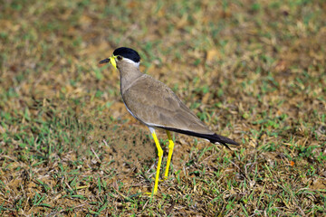 Yellow-wattled Lapwing, Sri Lanka.