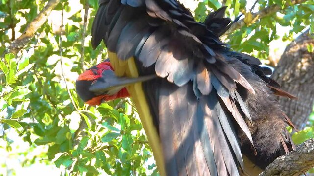 abyssinian ground hornbill perched while grooming and cleaning its feathers, Kruger National Park, South Africa