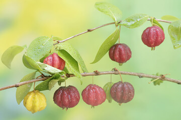 Surinam cherry tree branches filled with fruit. This plant has the scientific name Eugenia uniflora.
